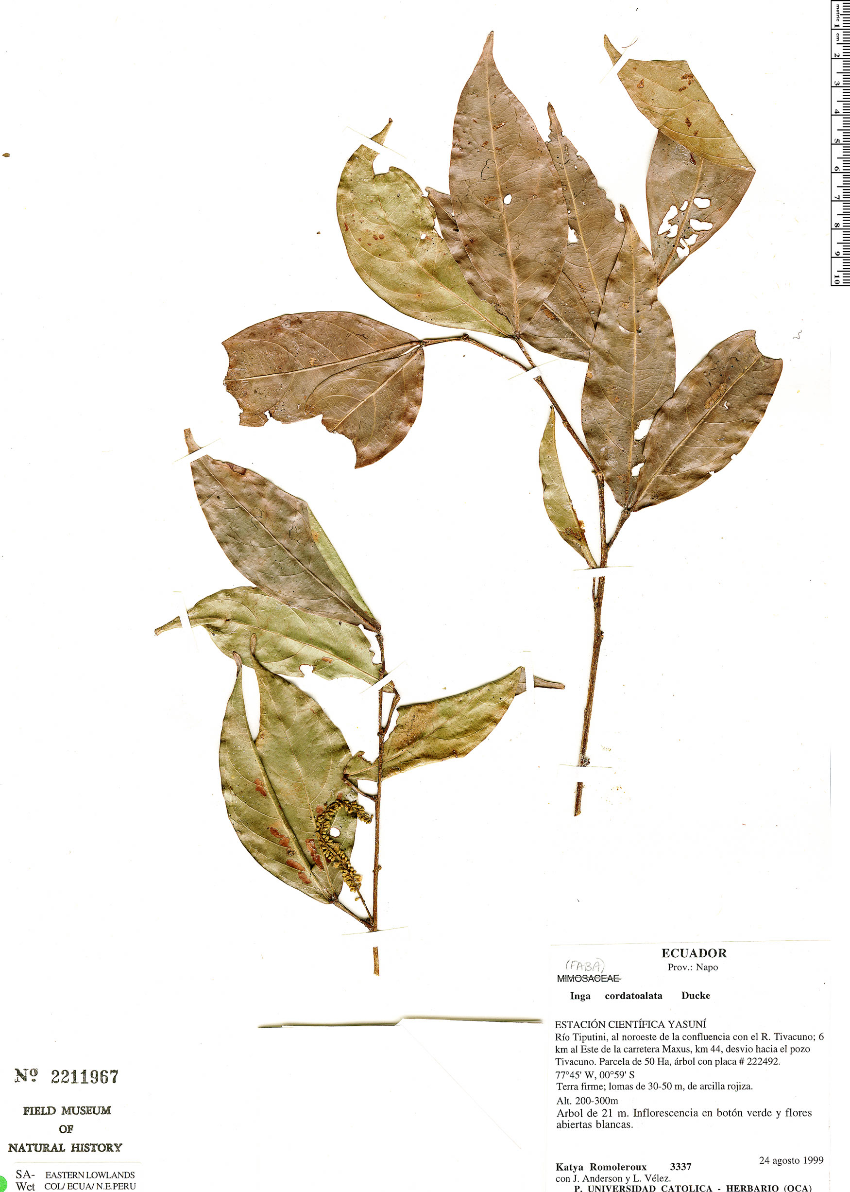 Inga cordatoalata