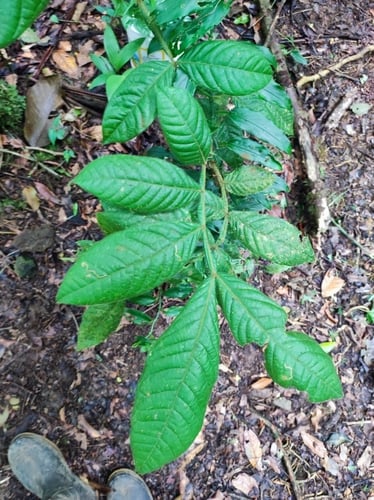 Inga cotobrusensis