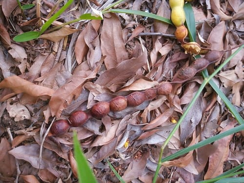 Inga cylindrica (Cylindrical inga) — photo