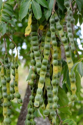 Inga cylindrica