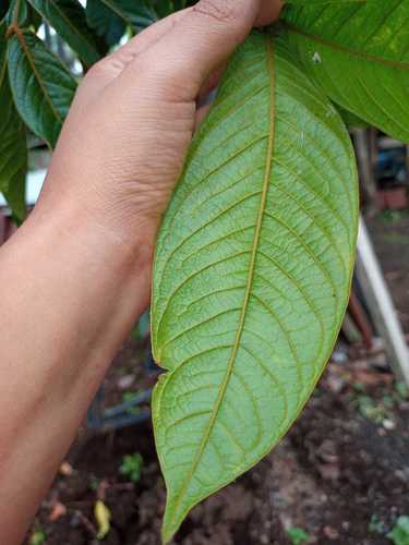 Inga densiflora (Dense flower inga) — photo