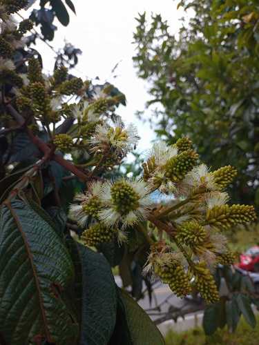 Inga densiflora (Dense flower inga) — photo