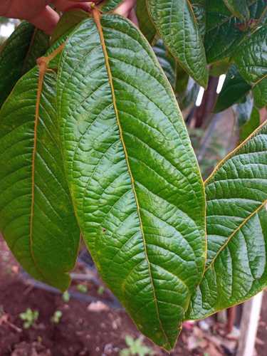 Inga densiflora