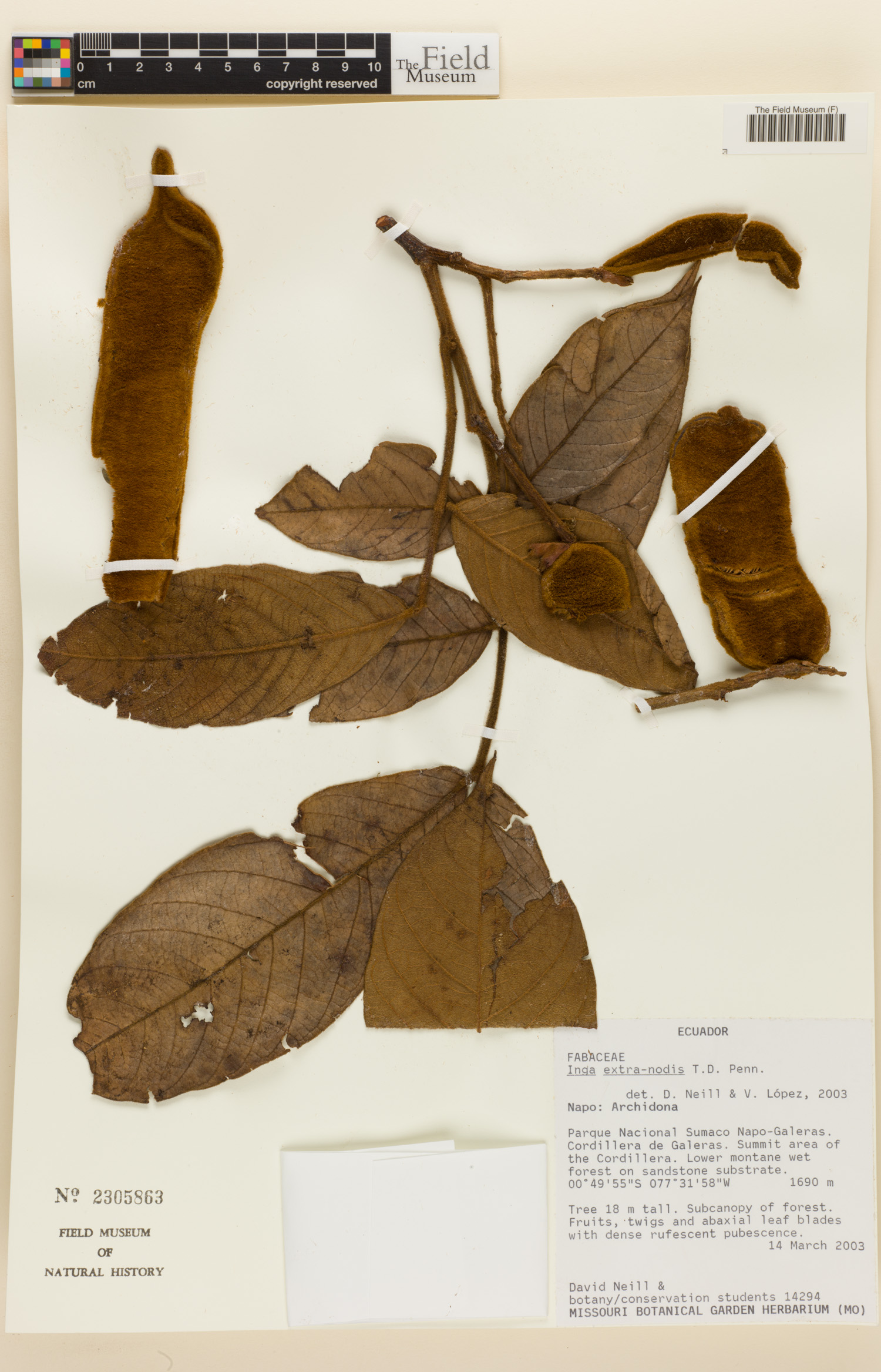 Inga extra-nodis (Guaba) — photo
