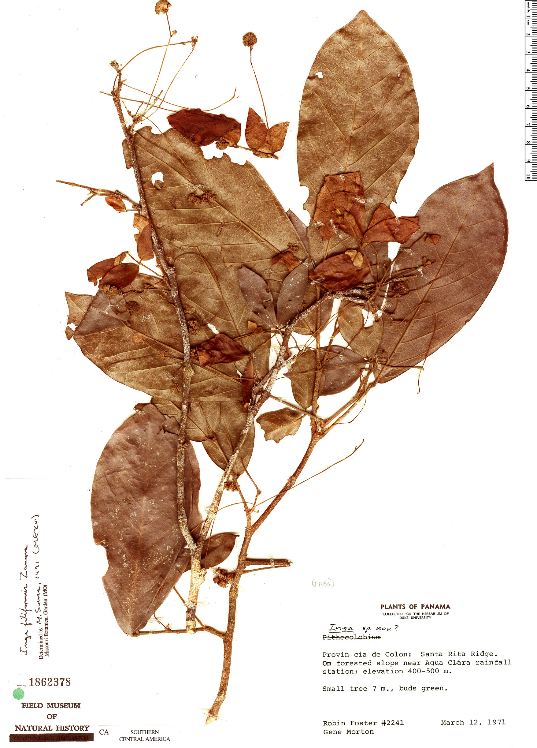 Inga filiformis — photo