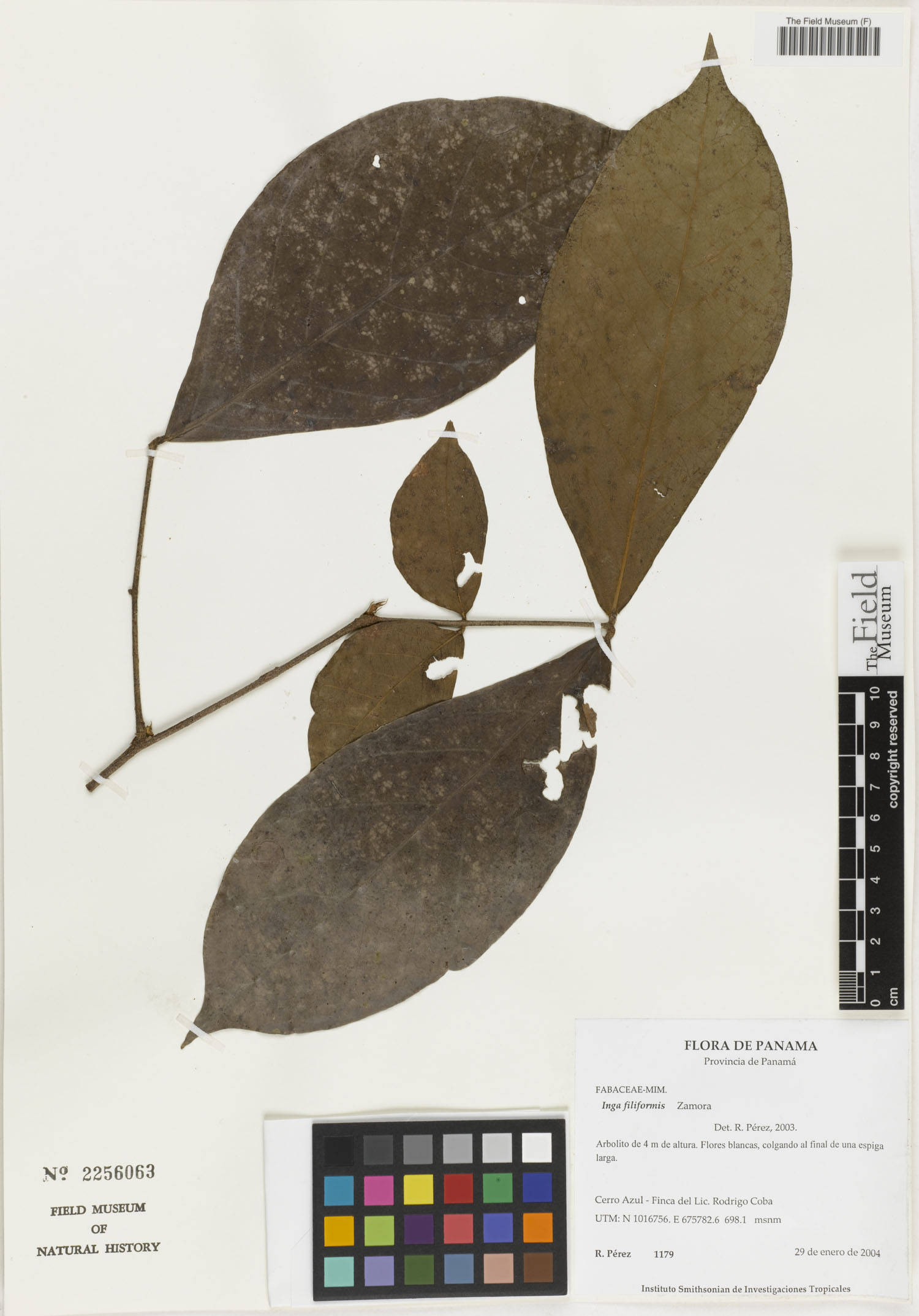Inga filiformis