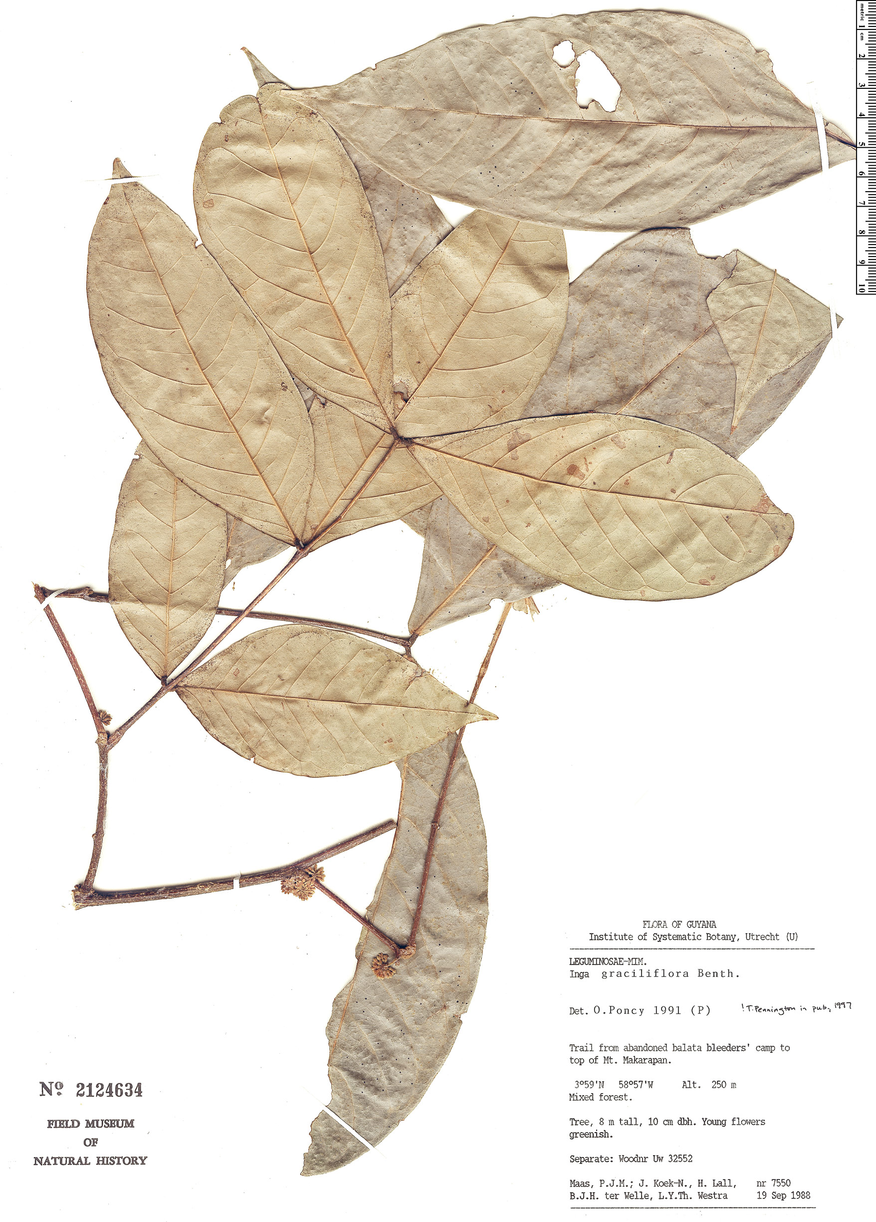 Inga graciliflora (Button whitey) — photo
