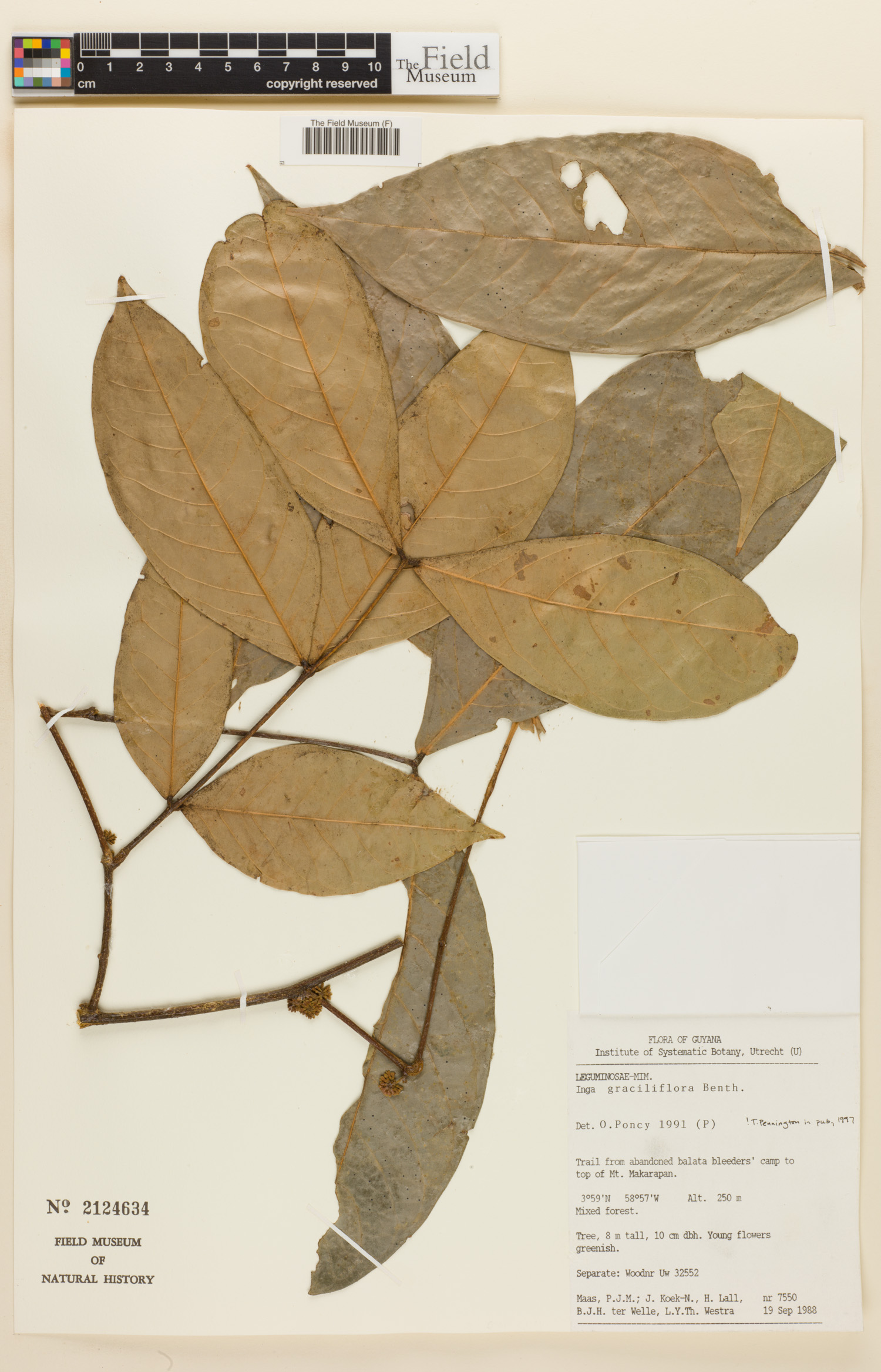 Inga graciliflora