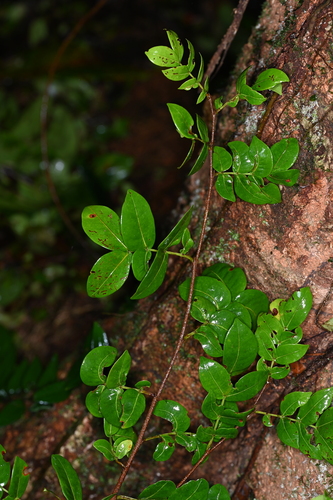 Inga gracilifolia (Gracefulleaf inga) — photo