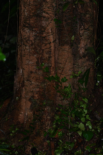 Inga gracilifolia (Gracefulleaf inga) — photo