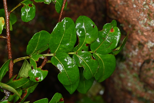 Inga gracilifolia