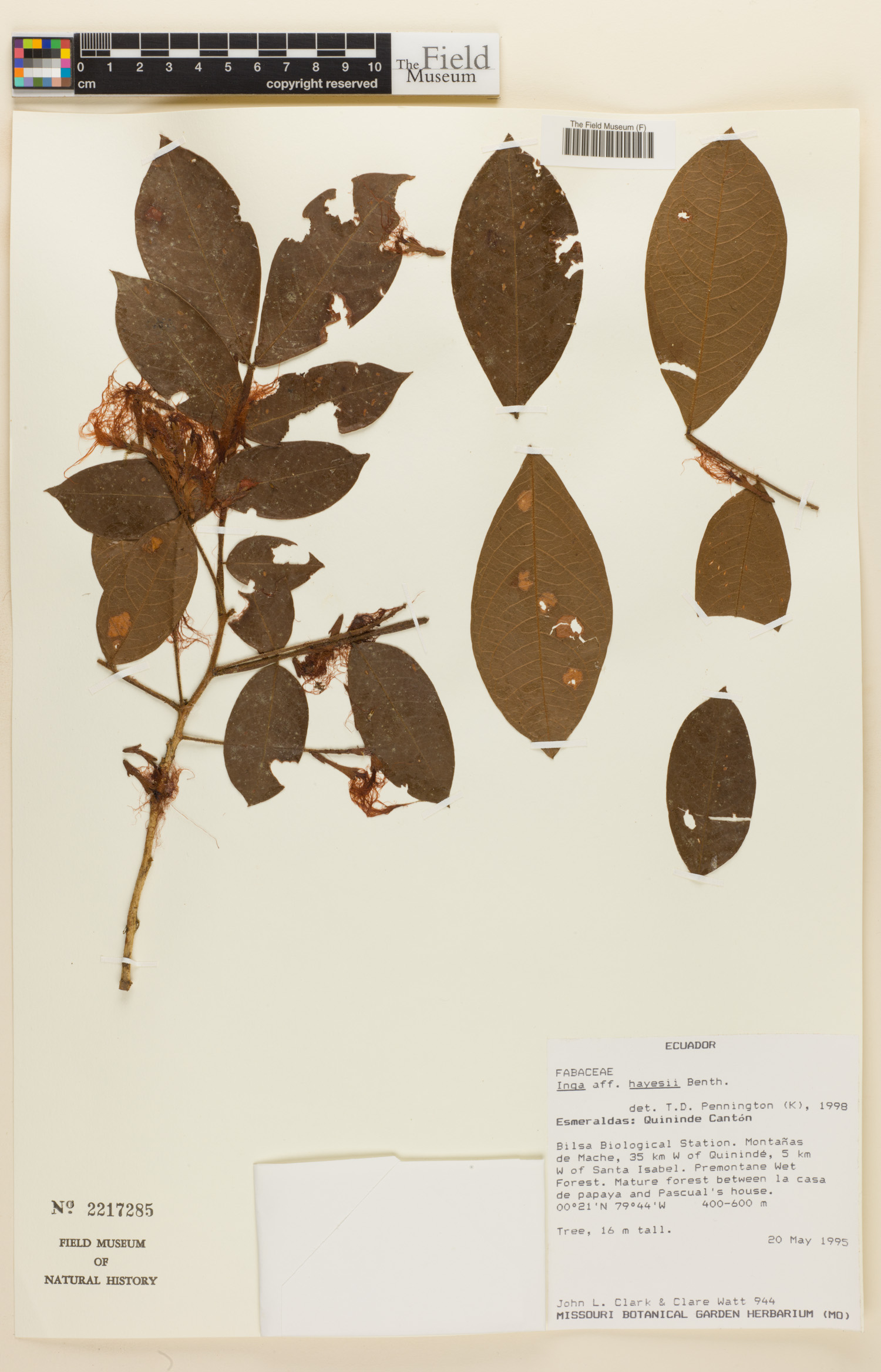 Inga hayesii (Hayes inga) — photo
