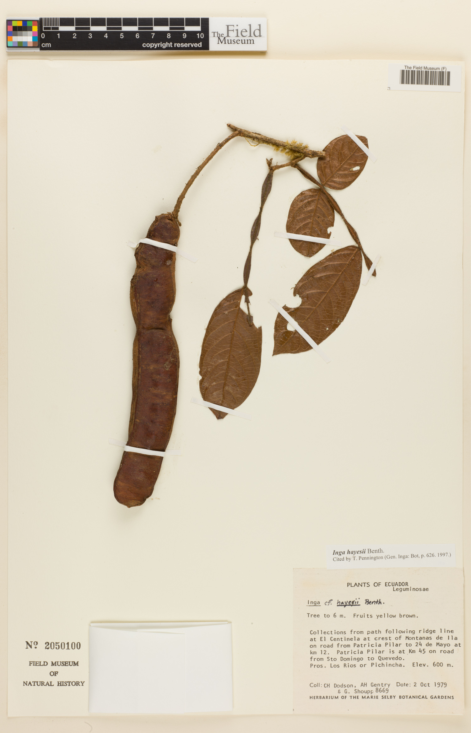 Inga hayesii (Hayes inga) — photo