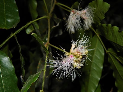 Inga hintonii