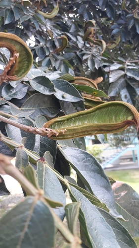 Inga insignis (Guaba de zorro) — photo
