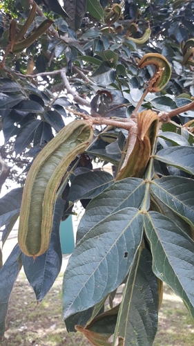 Inga insignis
