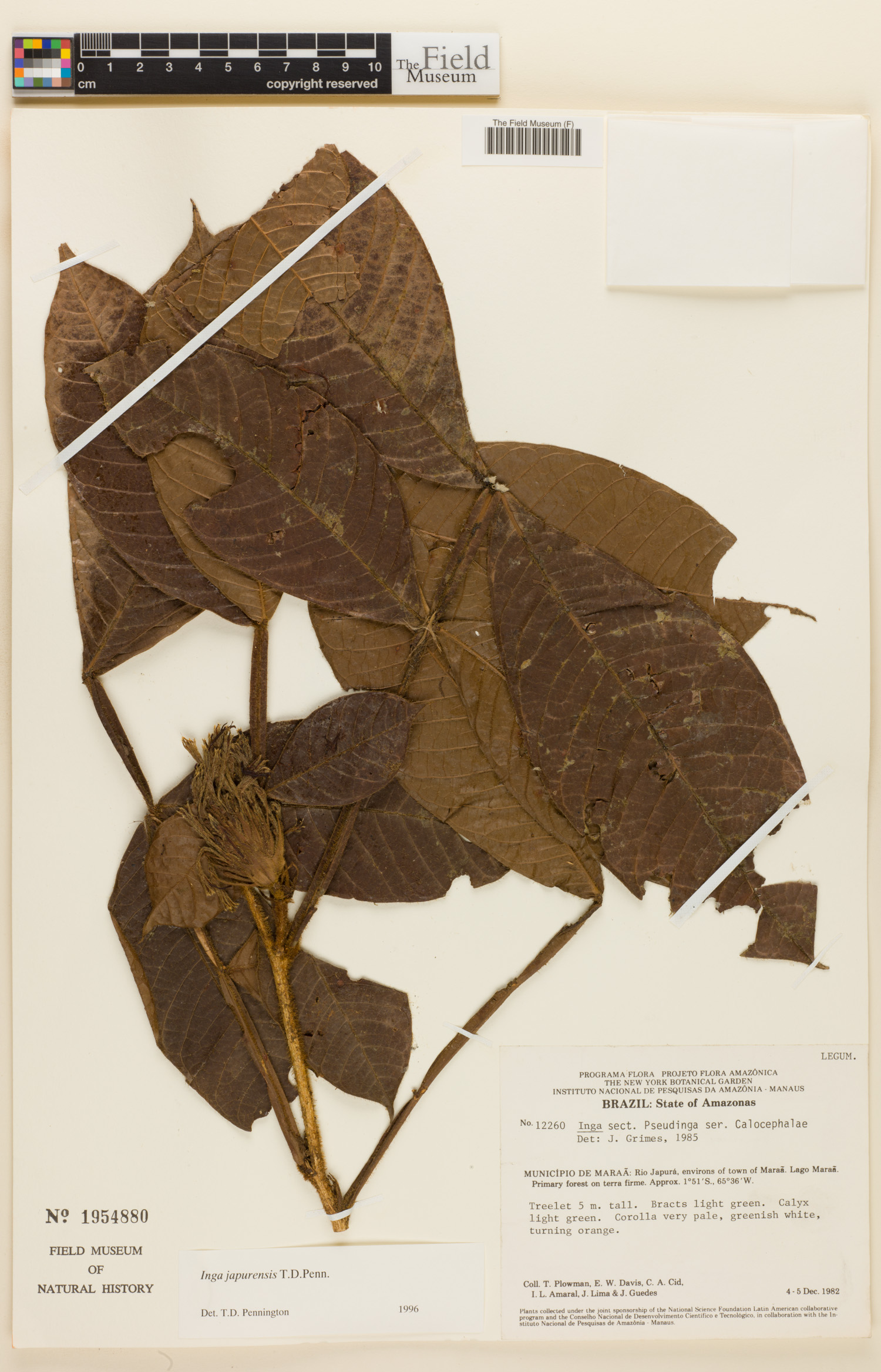 Inga japurensis — photo
