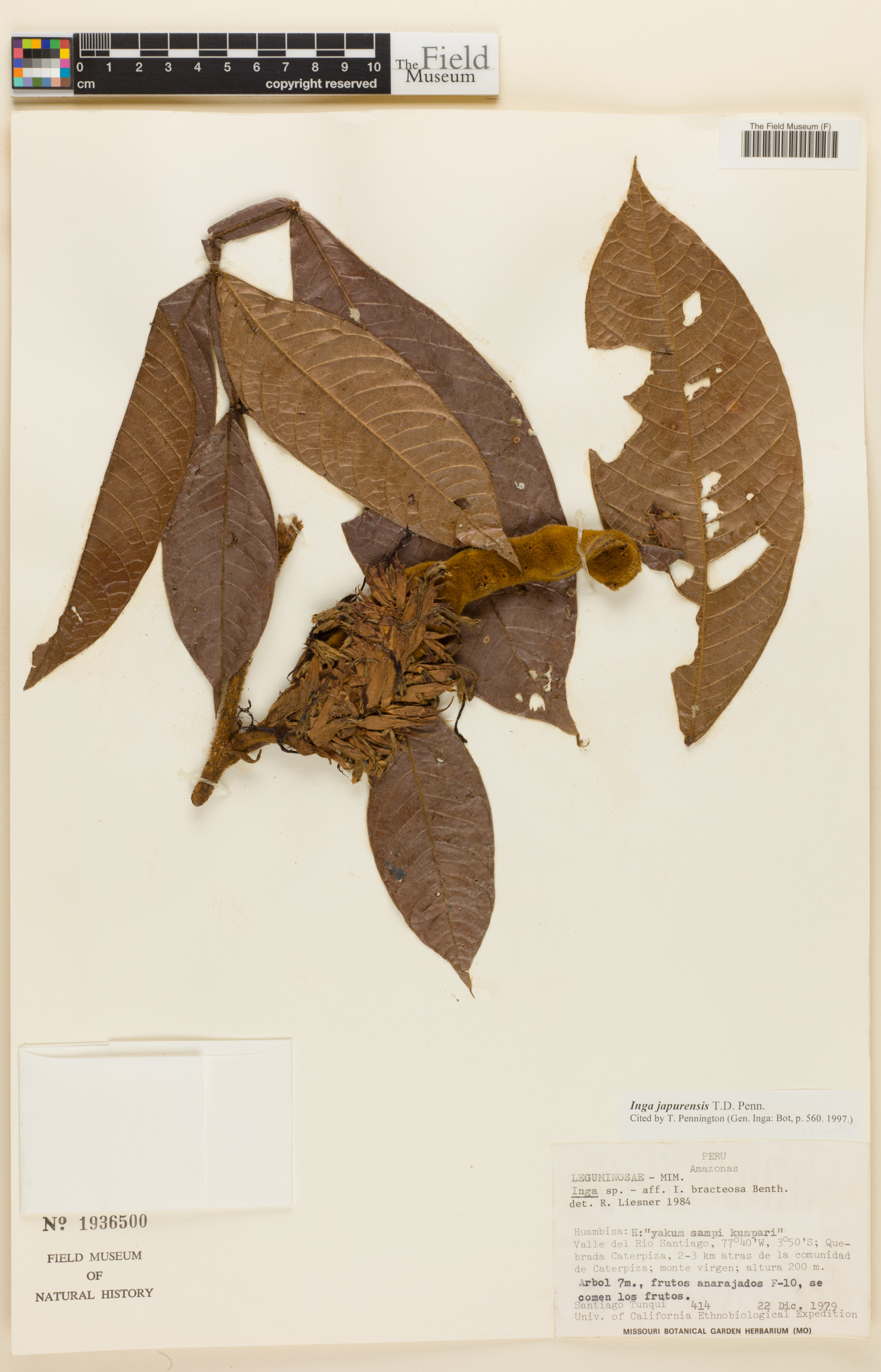 Inga japurensis — photo