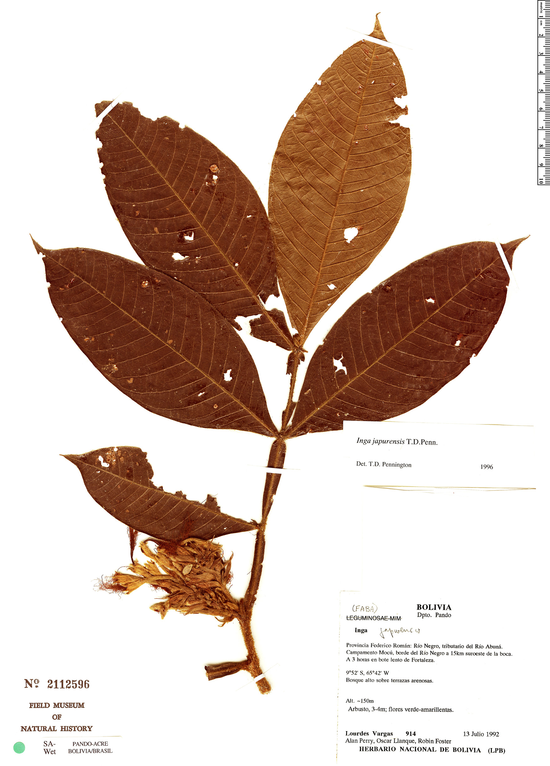 Inga japurensis