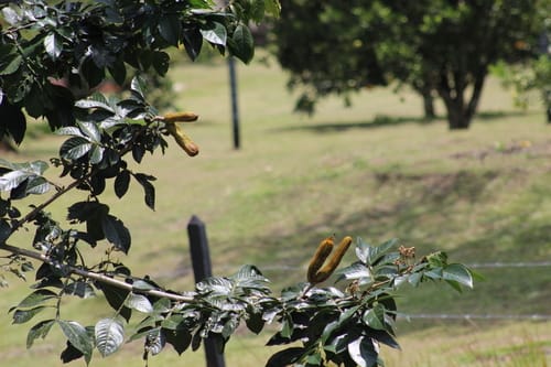 Inga lallensis (Patunga inga) — photo