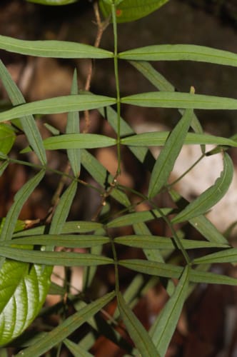 Inga lateriflora (Lateralflower inga) — photo
