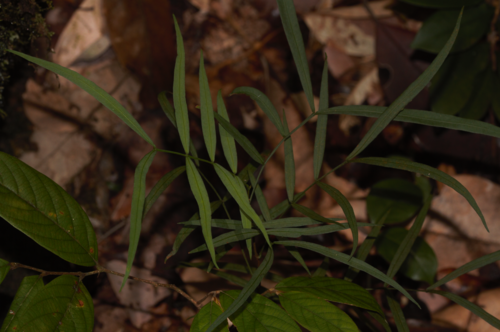 Inga lateriflora