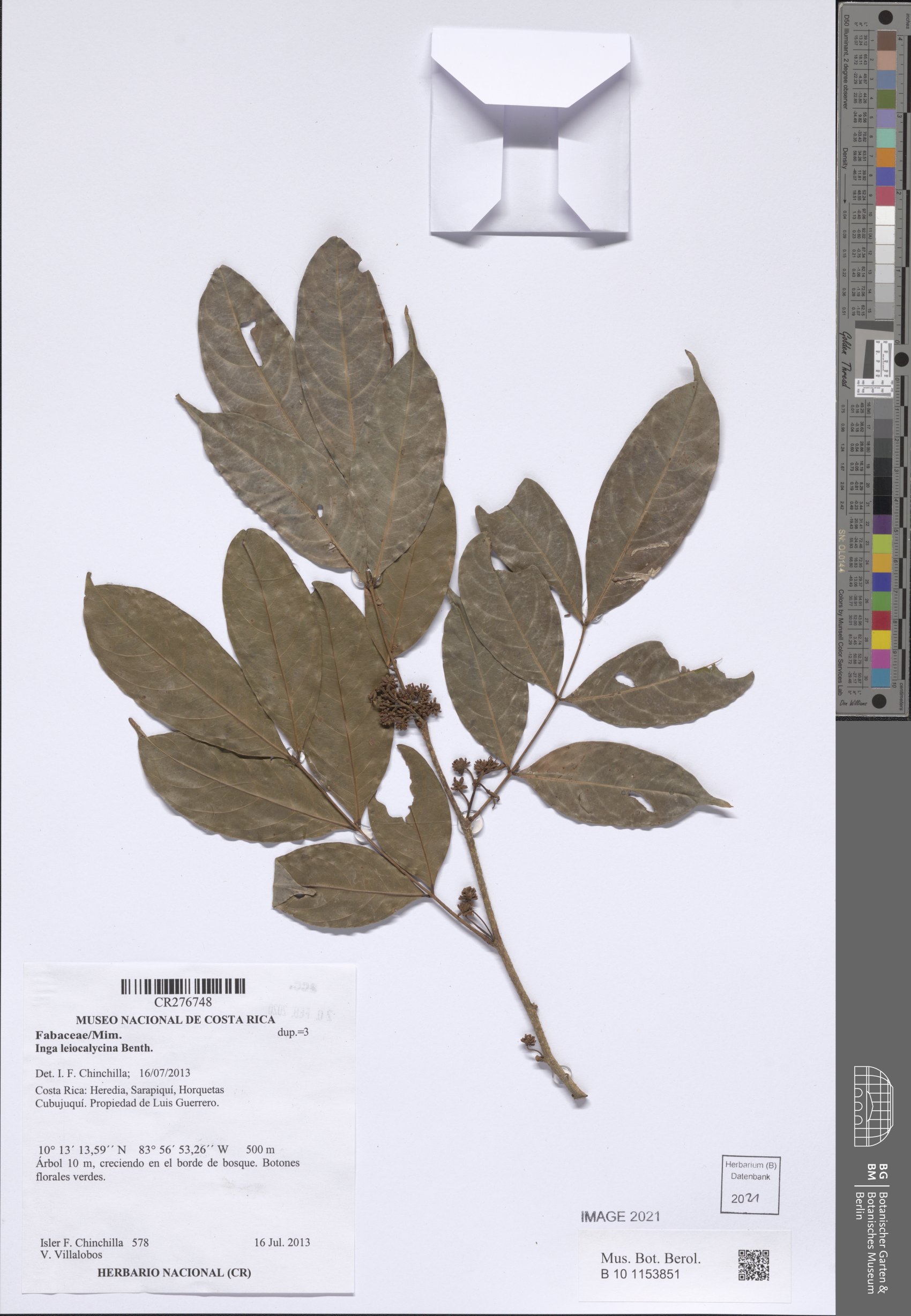 Inga leiocalycina