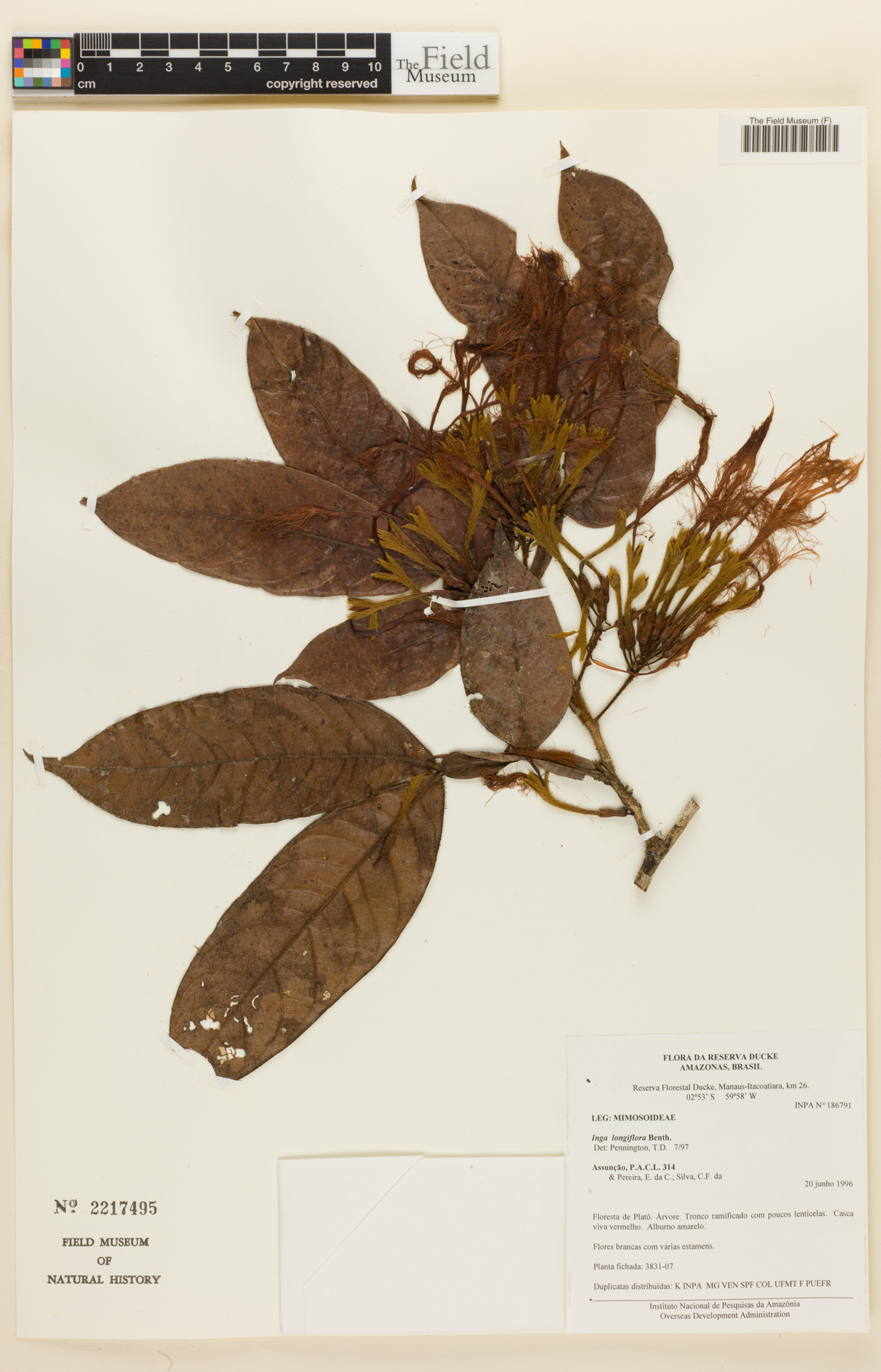 Inga longiflora