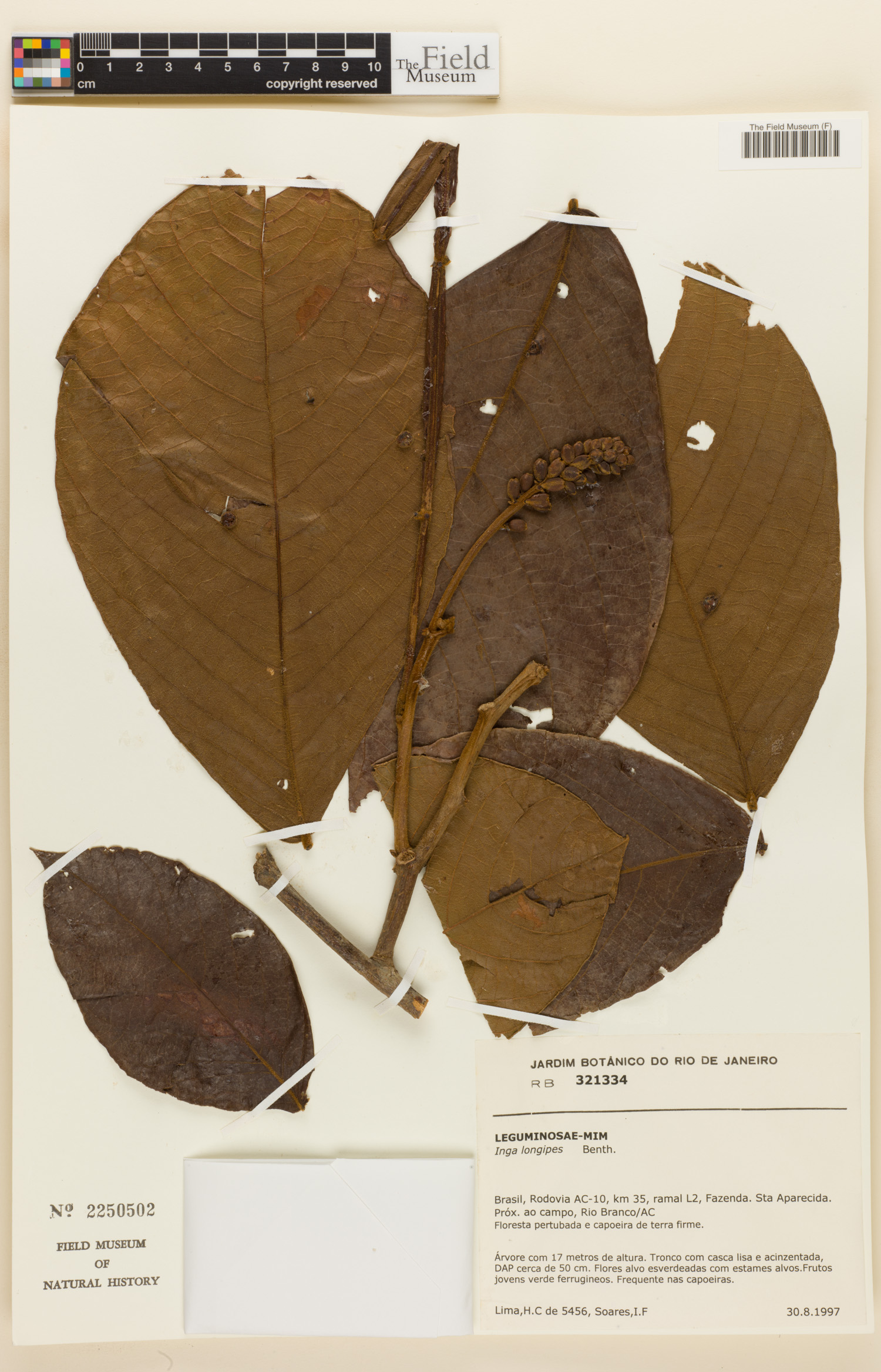 Inga longipes (Longstalk inga) — photo