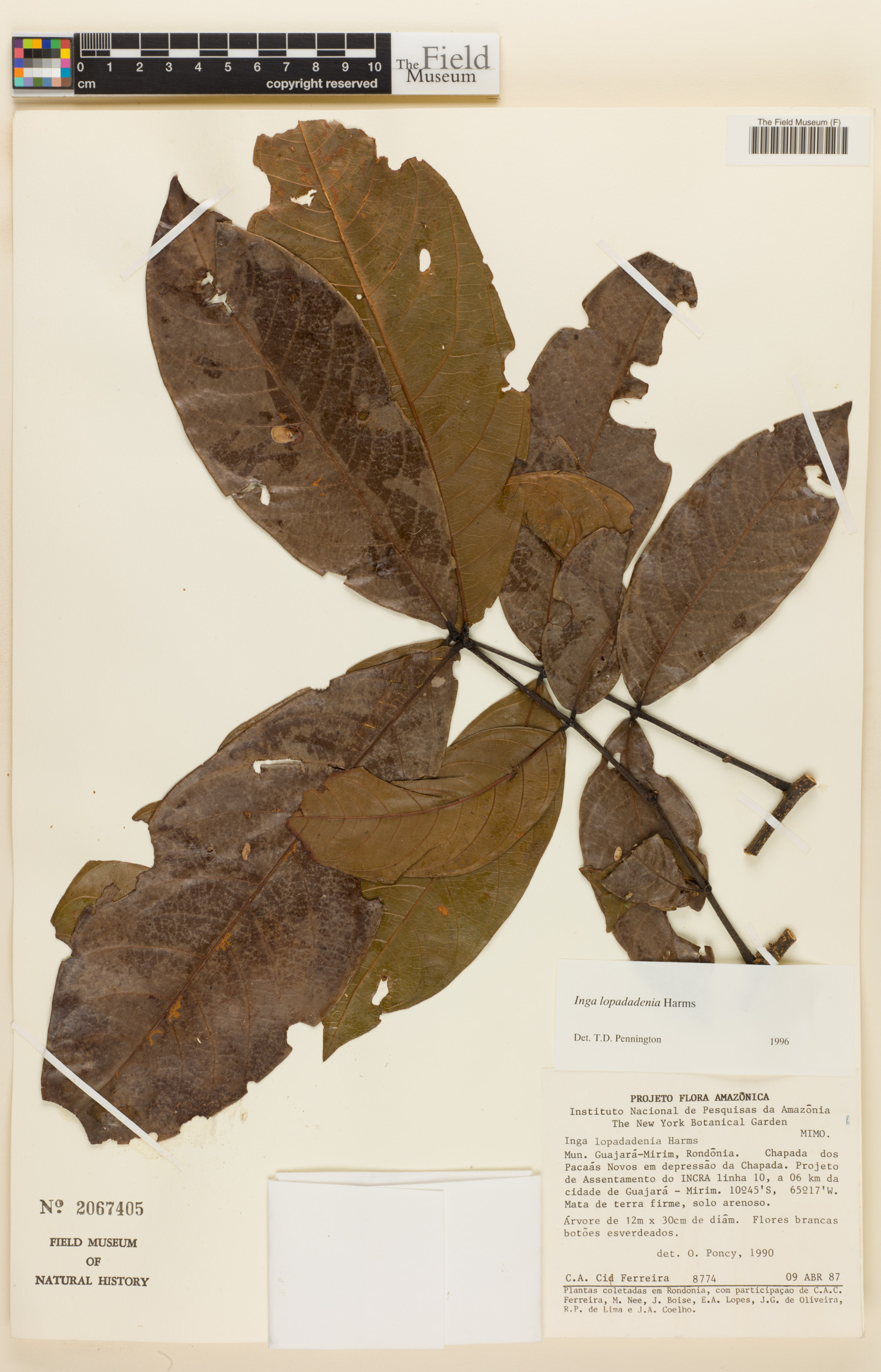 Inga lopadadenia