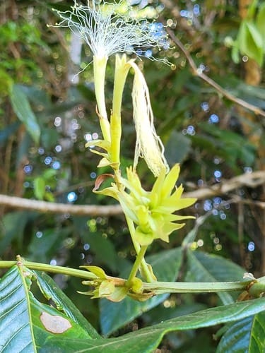 Inga macrophylla (Bigleaf inga) — photo