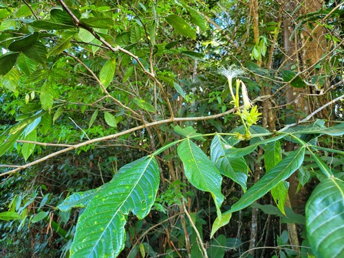 Inga macrophylla
