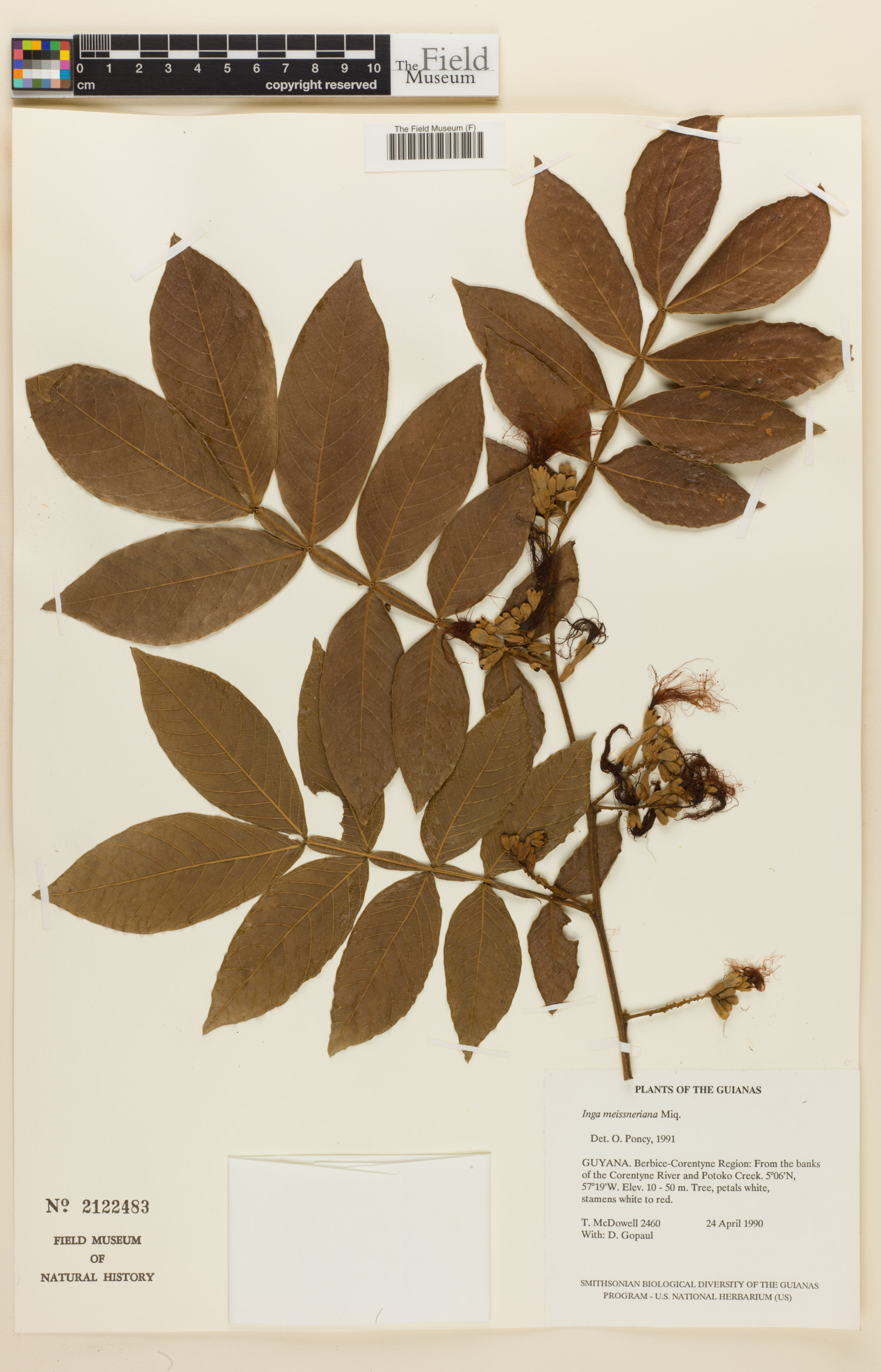 Inga meissneriana (Meissner inga) — photo