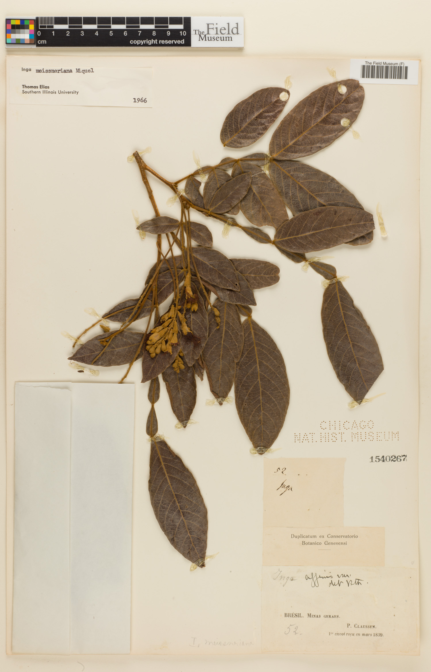 Inga meissneriana (Meissner inga) — photo
