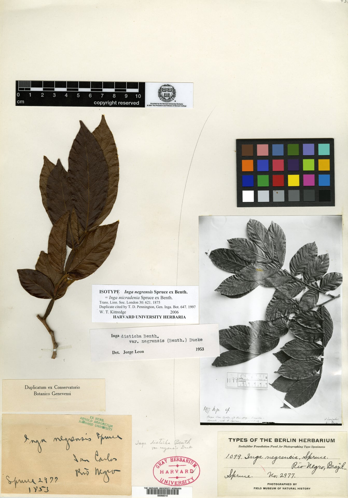 Inga micradenia (Smallgland inga) — photo