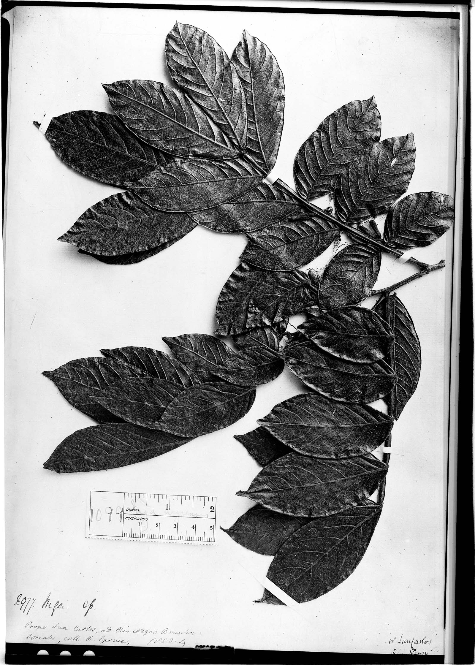Inga micradenia (Smallgland inga) — photo