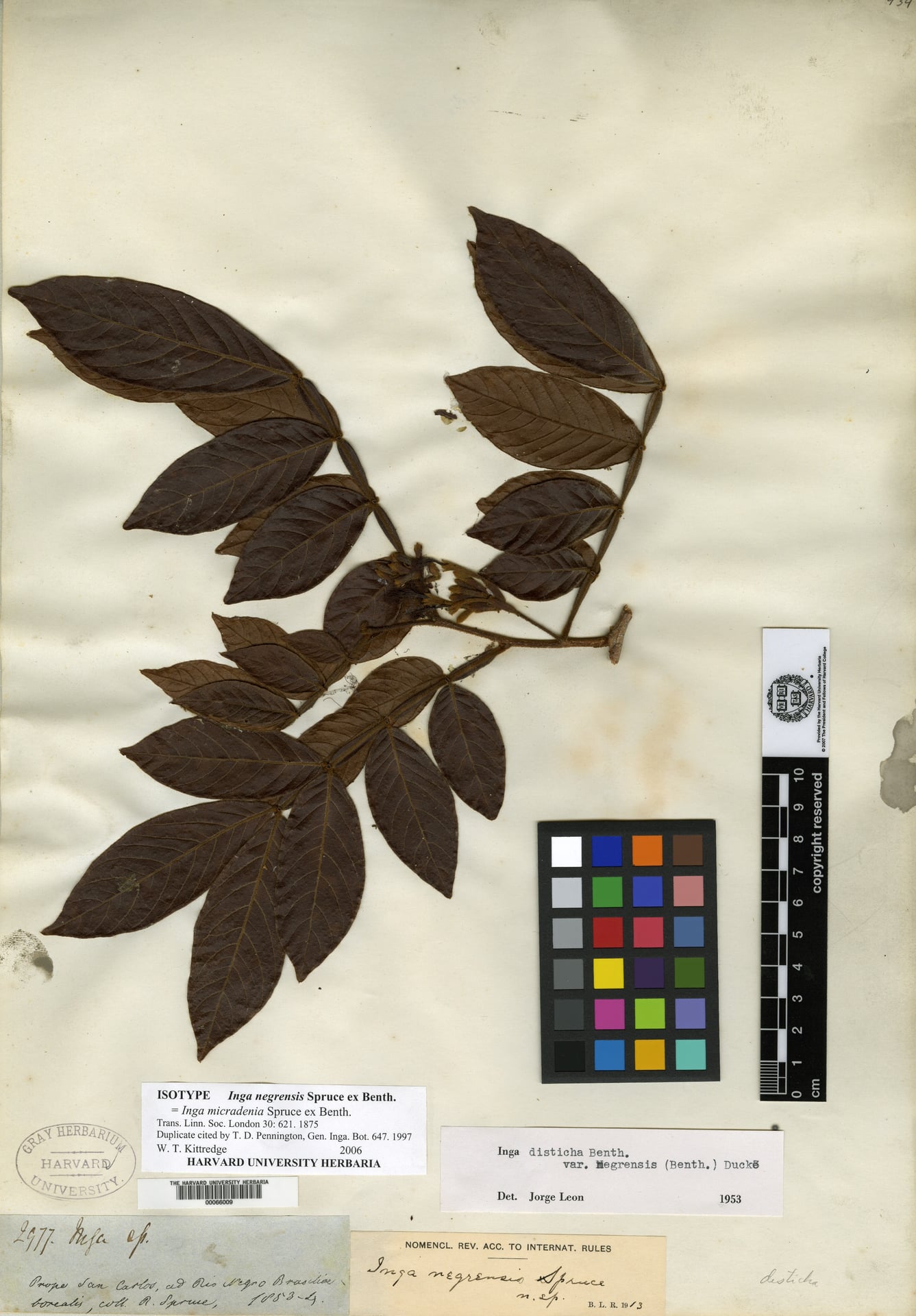 Inga micradenia