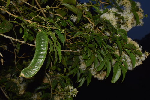 Inga mortoniana