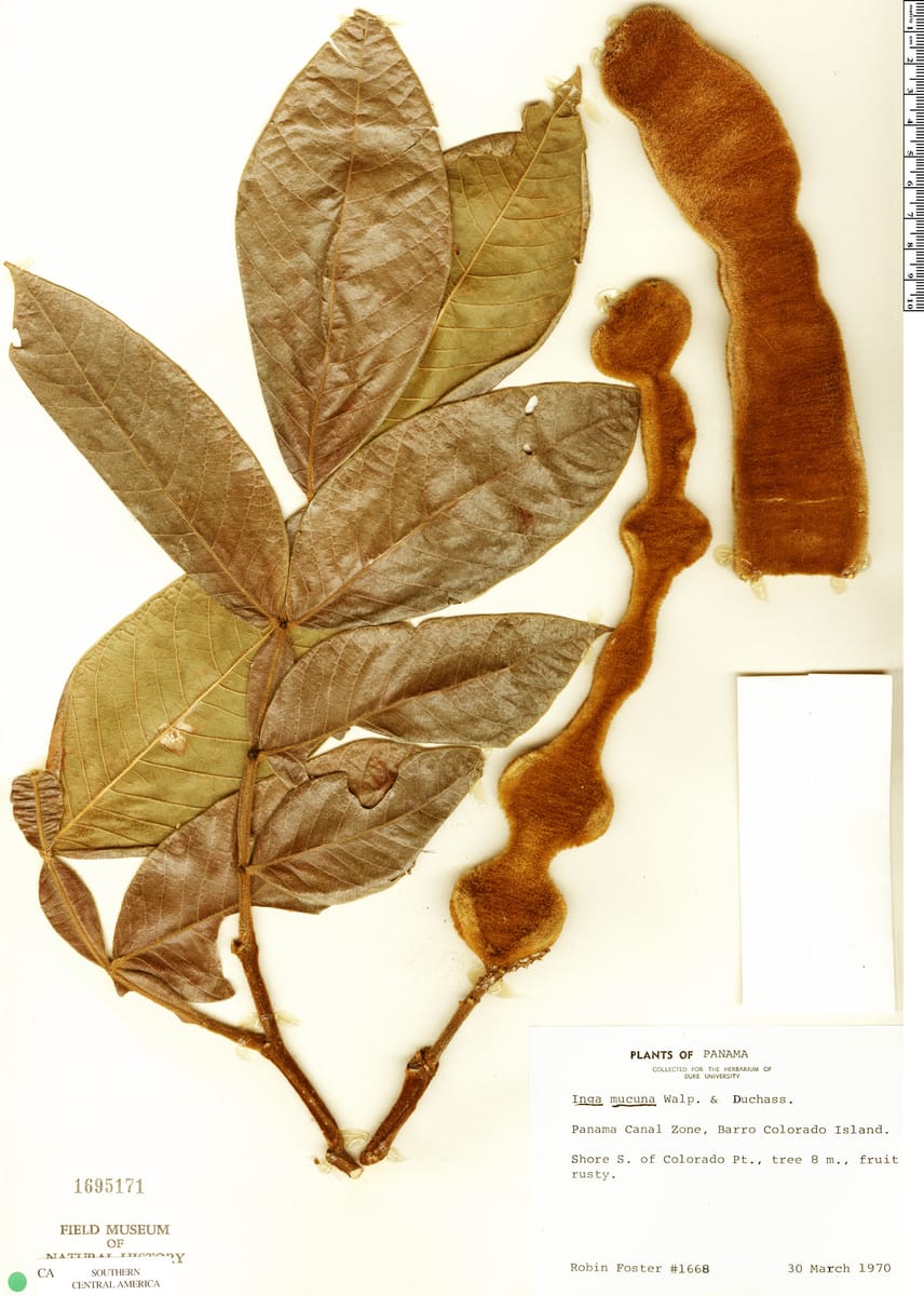 Inga mucuna (Mucuna inga) — photo