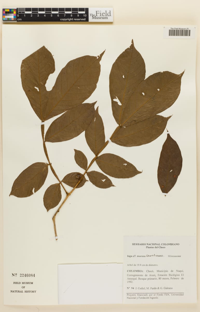 Inga mucuna (Mucuna inga) — photo