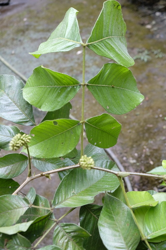 Inga multicaulis