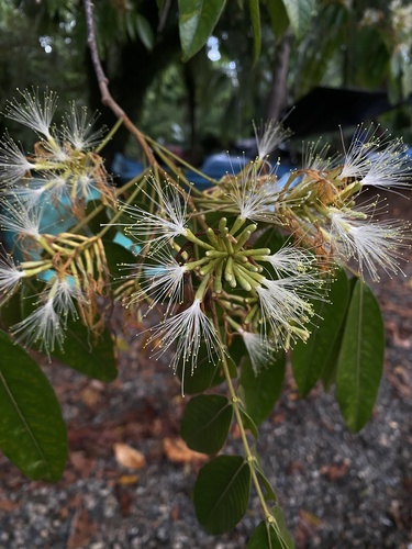 Inga multijuga (Pinnate inga) — photo