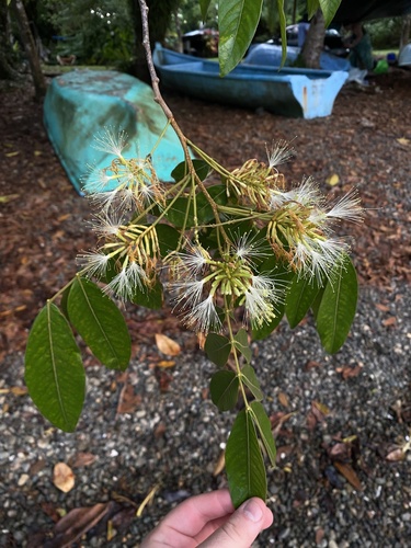 Inga multijuga (Pinnate inga) — photo