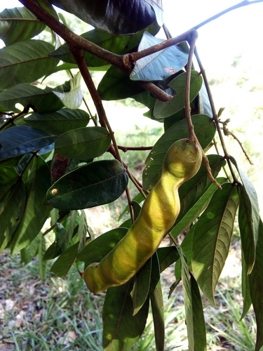 Inga multijuga subsp. aestuariorum — photo