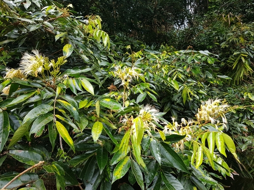 Inga multijuga subsp. aestuariorum