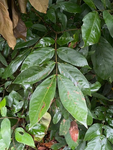 Inga nobilis subsp. quaternata (Quaternary grand inga) — photo