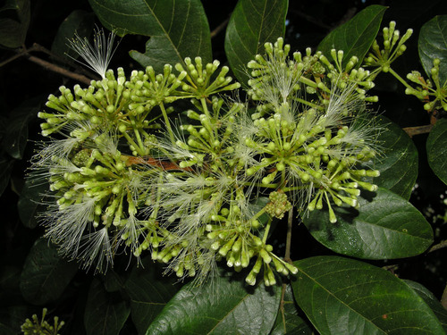 Inga nobilis (Noble inga) — photo