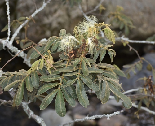 Inga ornata