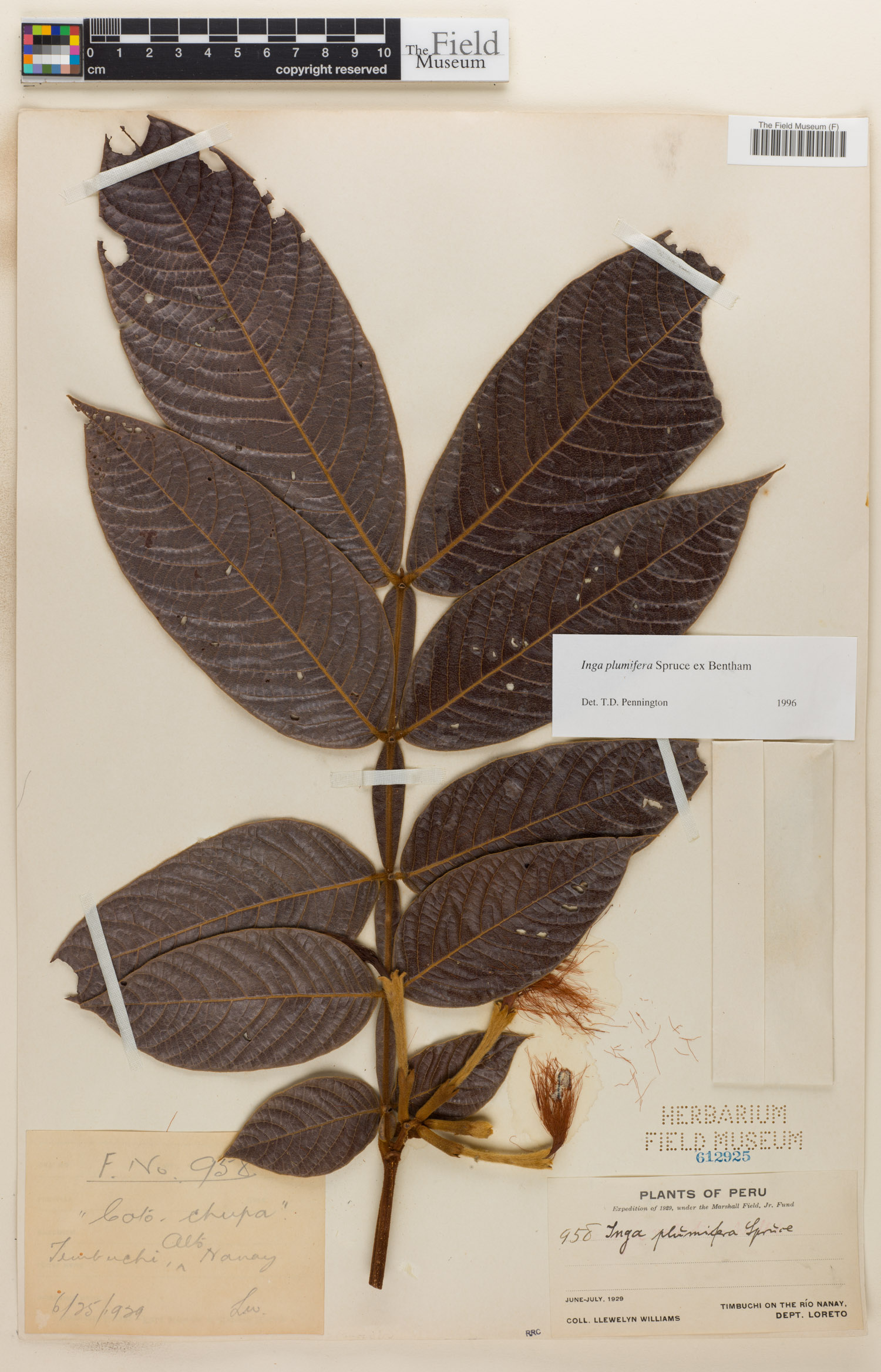 Inga plumifera (Feathery inga) — photo
