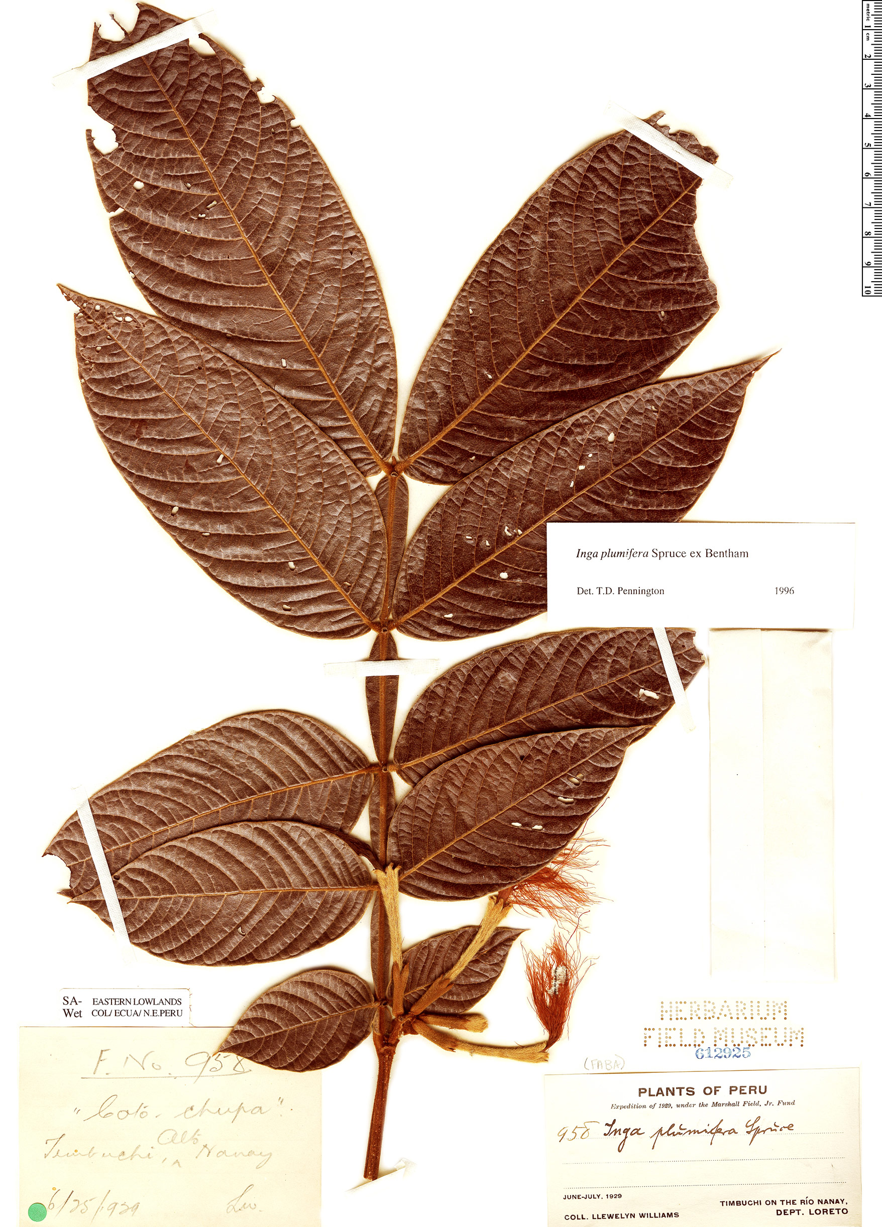 Inga plumifera